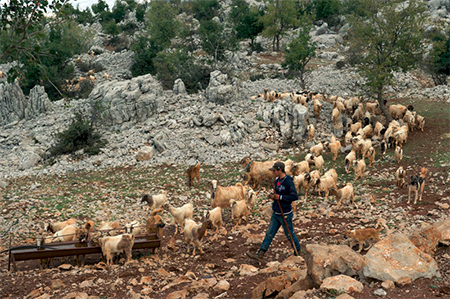 israel libera a los dos pastores secuestrados